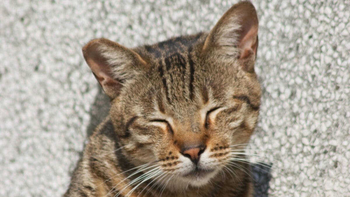 Cats are Smarter Than We Think They Are - cat blinking dp398355184
