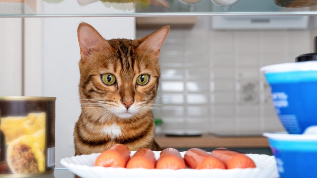 Cats are Smarter Than We Think They Are - cat in ref dp475952788