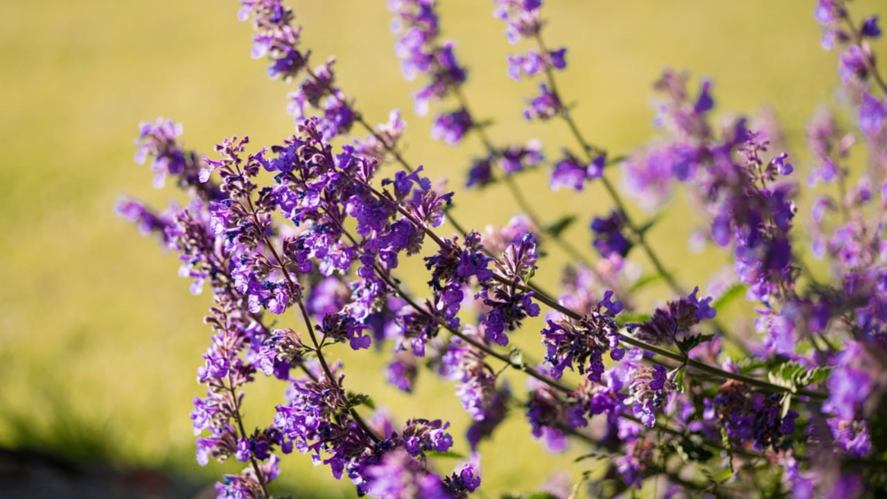 25 Edible Flowers Revolutionizing Modern Cuisine - catmint flower ss1989627065