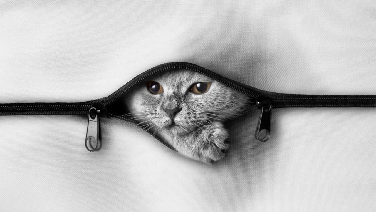 The Cat's Out of the Bag: 12 Little-Known Feline Facts - cats ss385002673