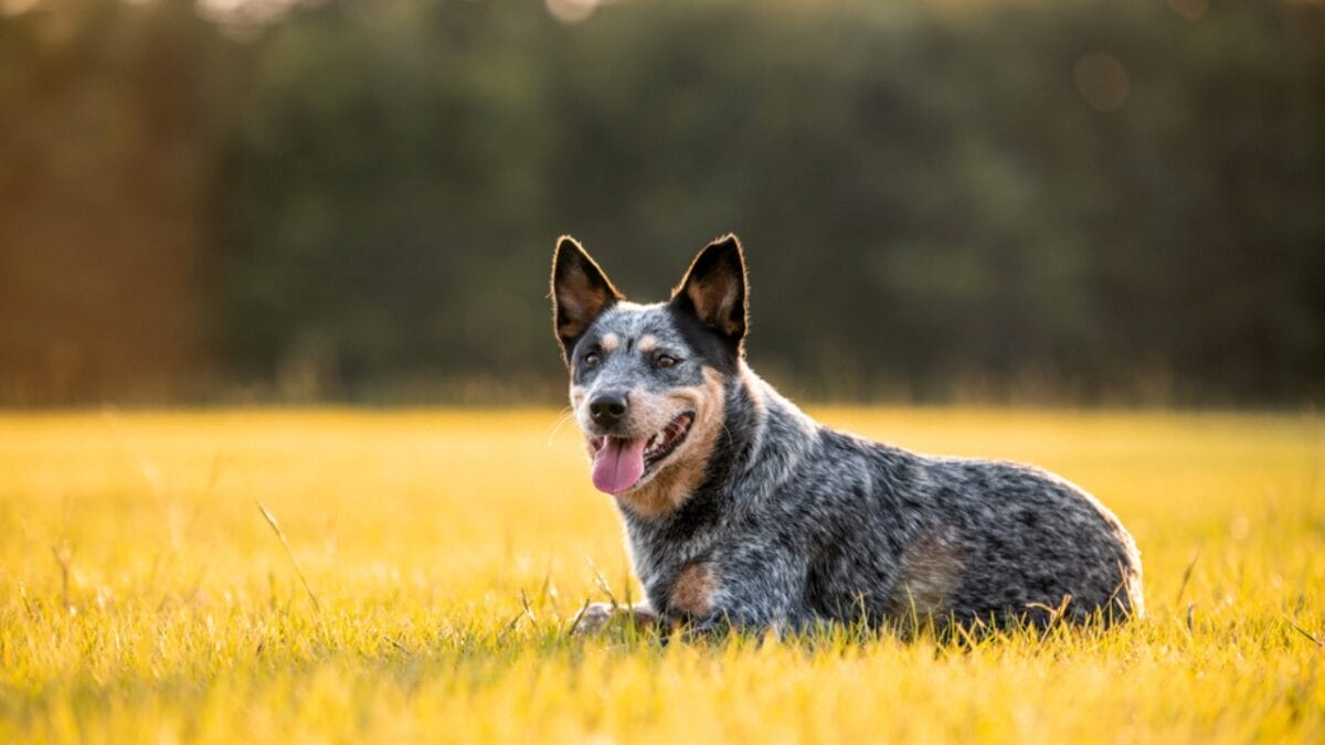 10 Little-Known Things About Australian Cattle Dogs - cattle dog grass ss1779880562