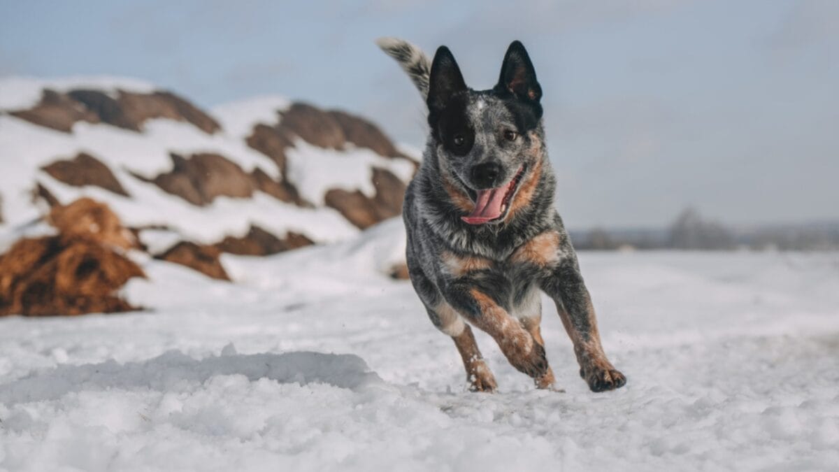 10 Little-Known Things About Australian Cattle Dogs - cattle dog running snow ss1335737258