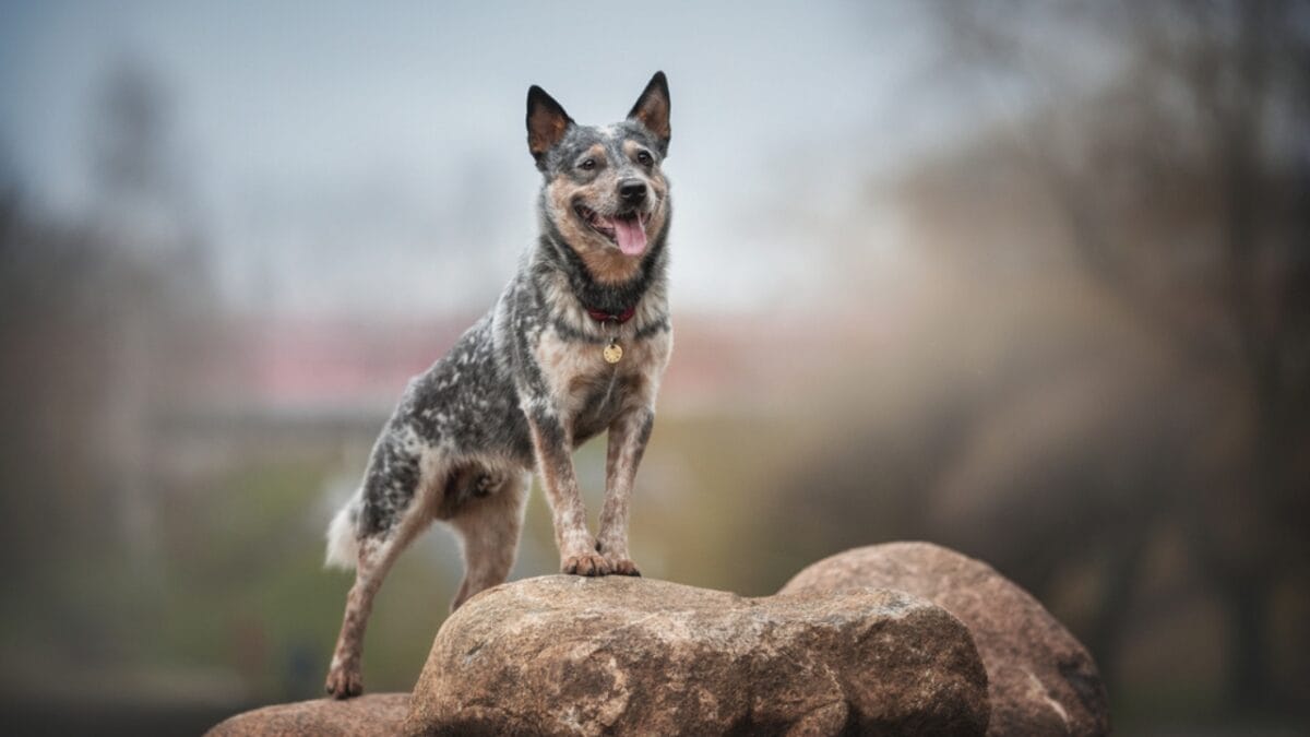 10 Little-Known Things About Australian Cattle Dogs - cattle dog standing on rock ss1665844006
