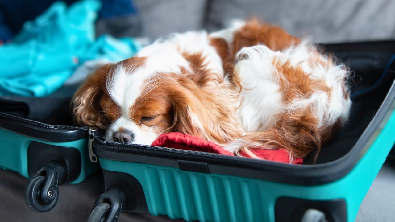 Hitting the Road with Your Cavalier: 8 Tips for Smooth Traveling - cavalier travel dog ss2255862805