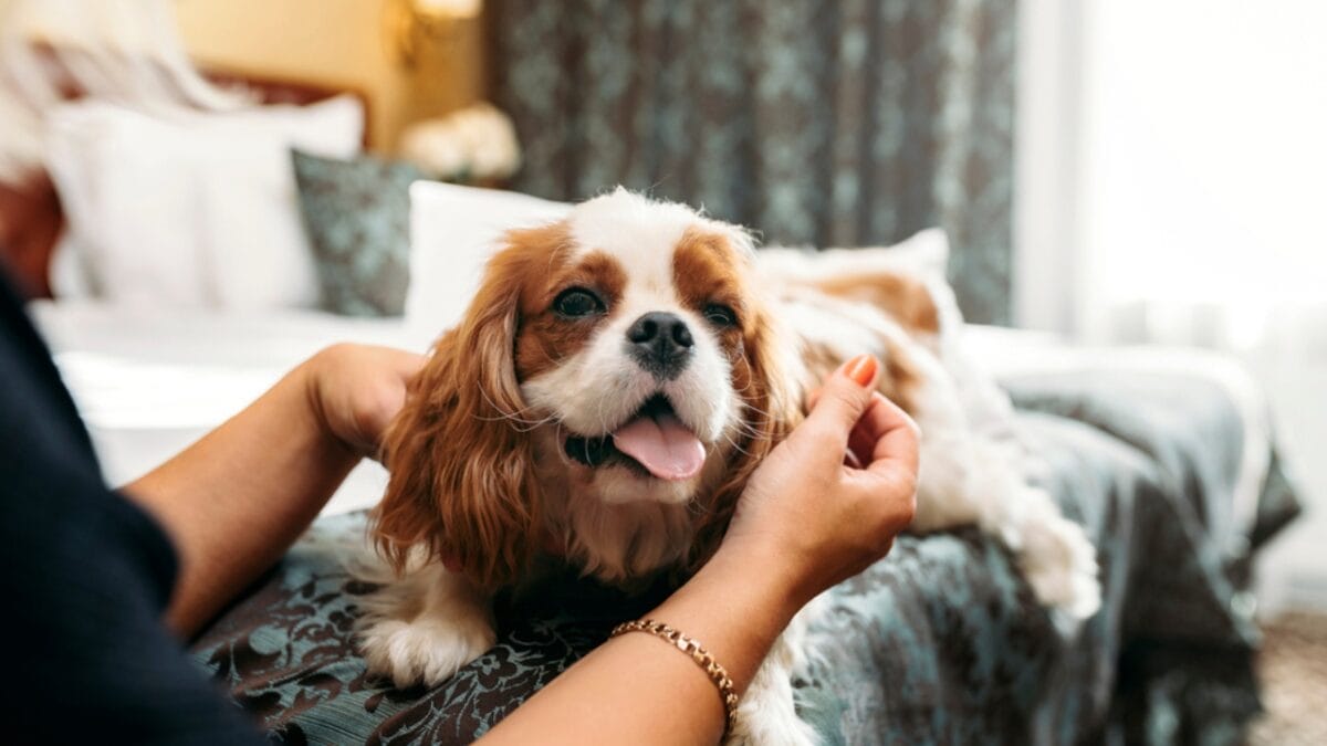 10 Calmest Dog Breeds to Share Your Home With - cavalier ss1827302789