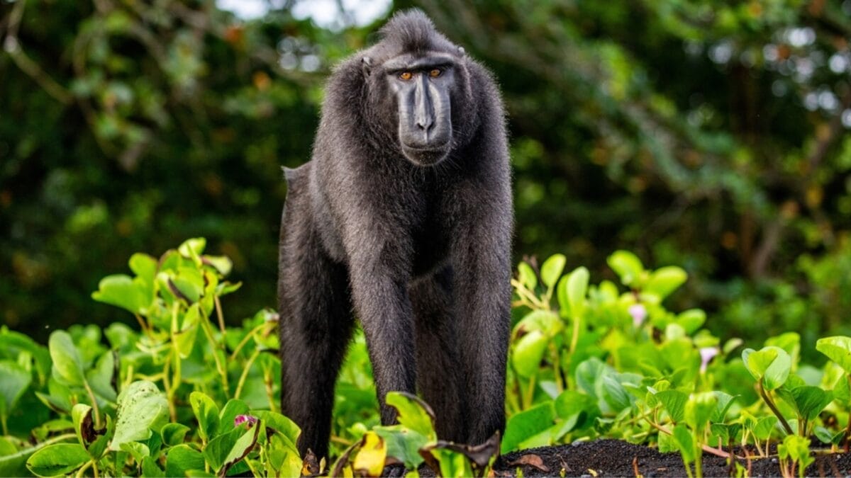 The 10 Largest Monkeys in the World - celebes crested macaque monkey ss2122810367
