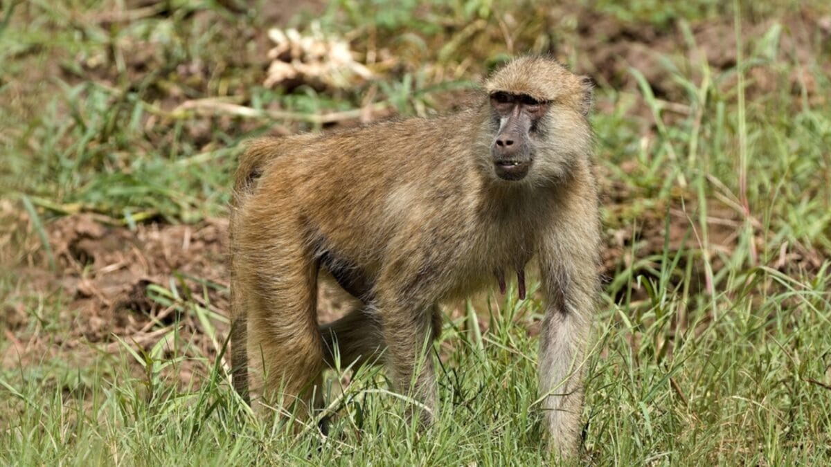 The 10 Largest Monkeys in the World - chacma baboon monkey ss2453086511