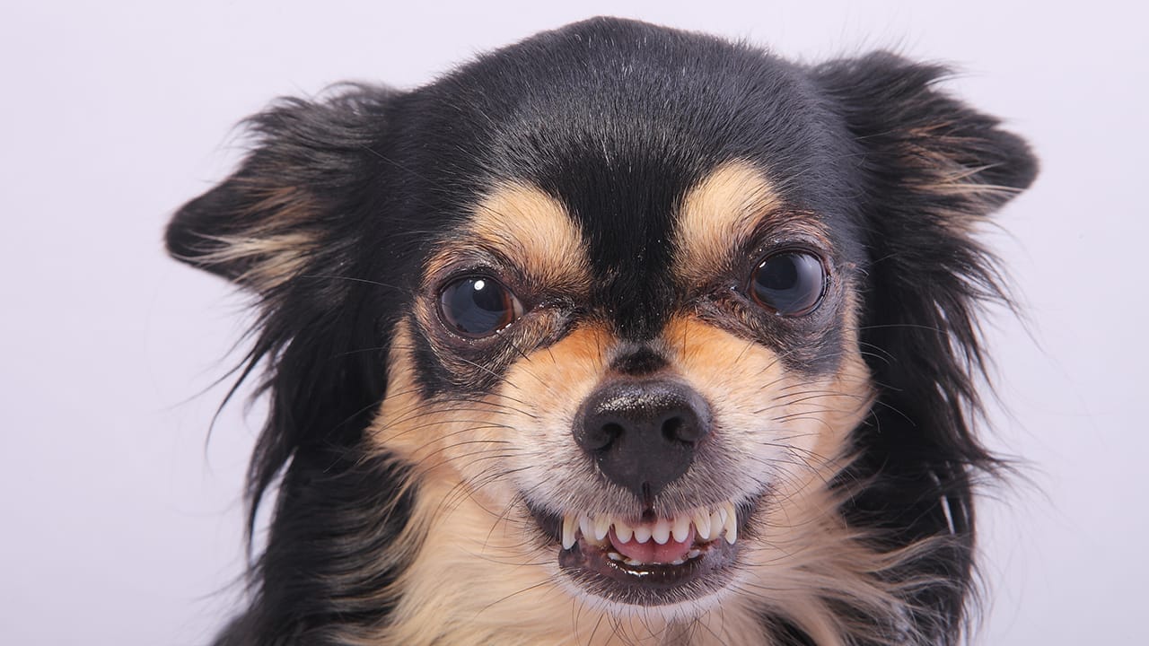 10 Dog Breeds That Don’t Mix Well with Chihuahuas - chihuahua dog ss79913740