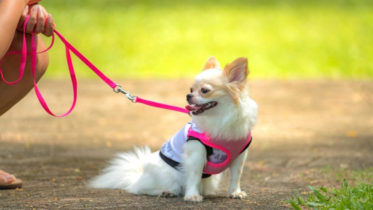 13 Reasons Why You Wouldn't Want a Chihuahua as a Pet - chihuahua exercise walking ss732587107