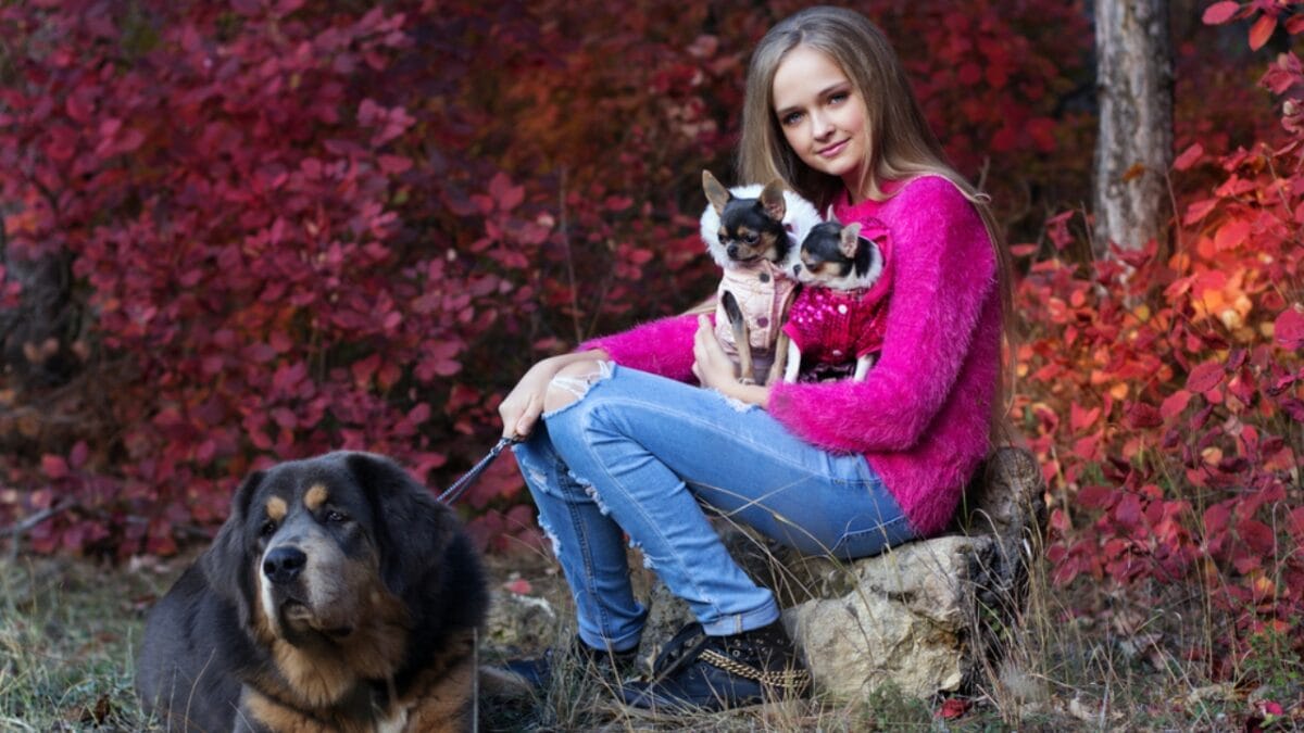 10 Of The World's Most Beautiful Dogs, According to Science - chihuahua mastiff 527190472