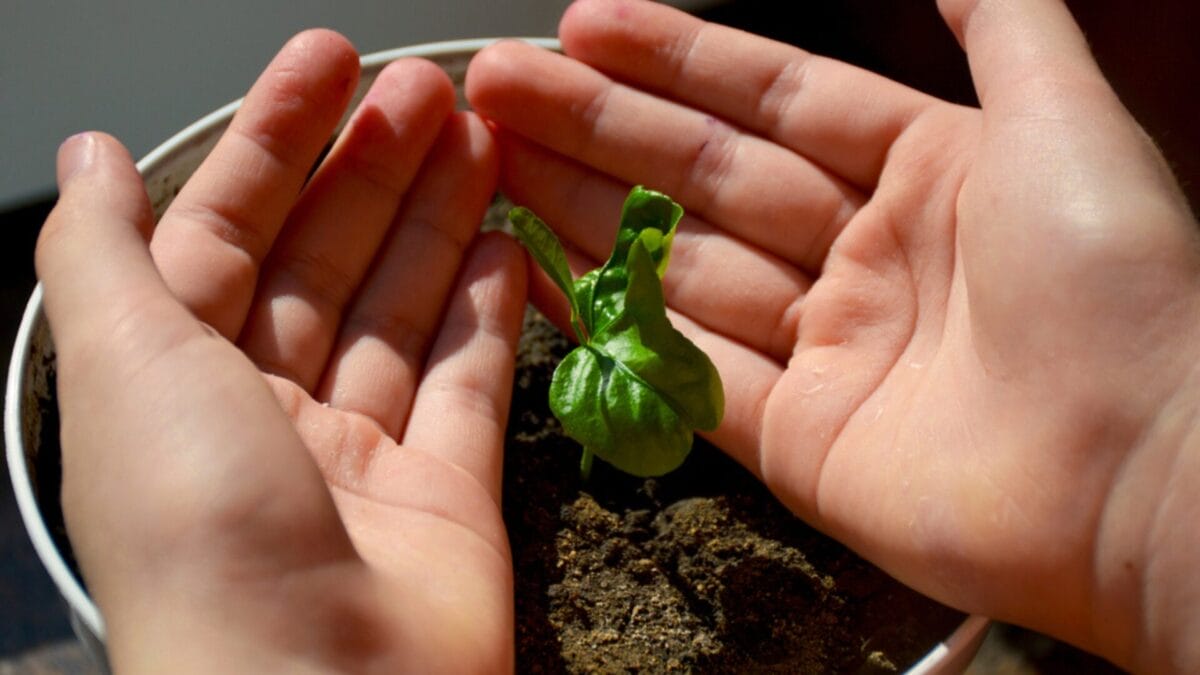 How to Grow Your Own Lemons from Seeds in 9 Simple Steps - child holding lemon ss1959394741