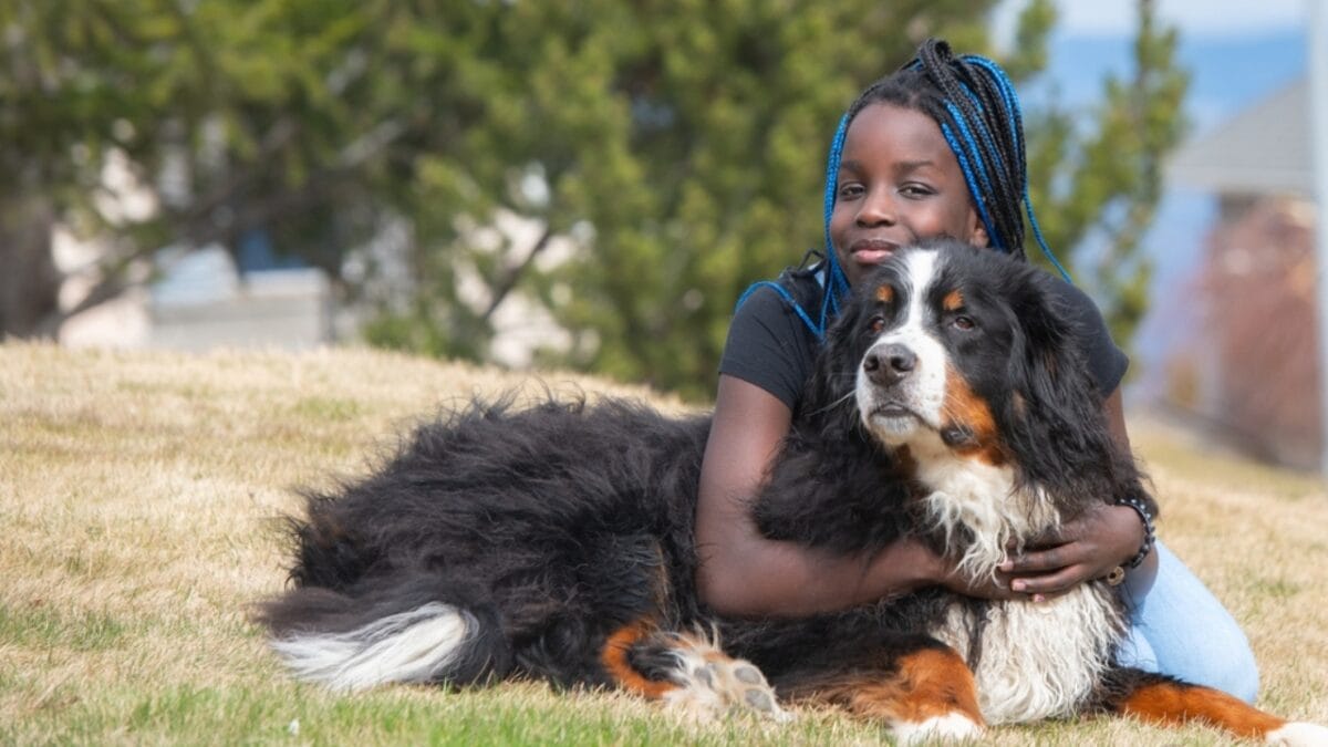 10 Reasons Bernese Mountain Dogs Will Steal Your Heart - child hugging bernese dog ss2270796887
