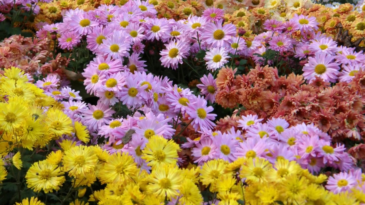 15 Fall Flowers That Attract Pollinators & Add Color