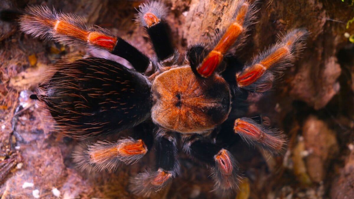 The 15 Best Exotic Pets You Can Have at Home - colombian giant redleg tarantula spider dp552775934