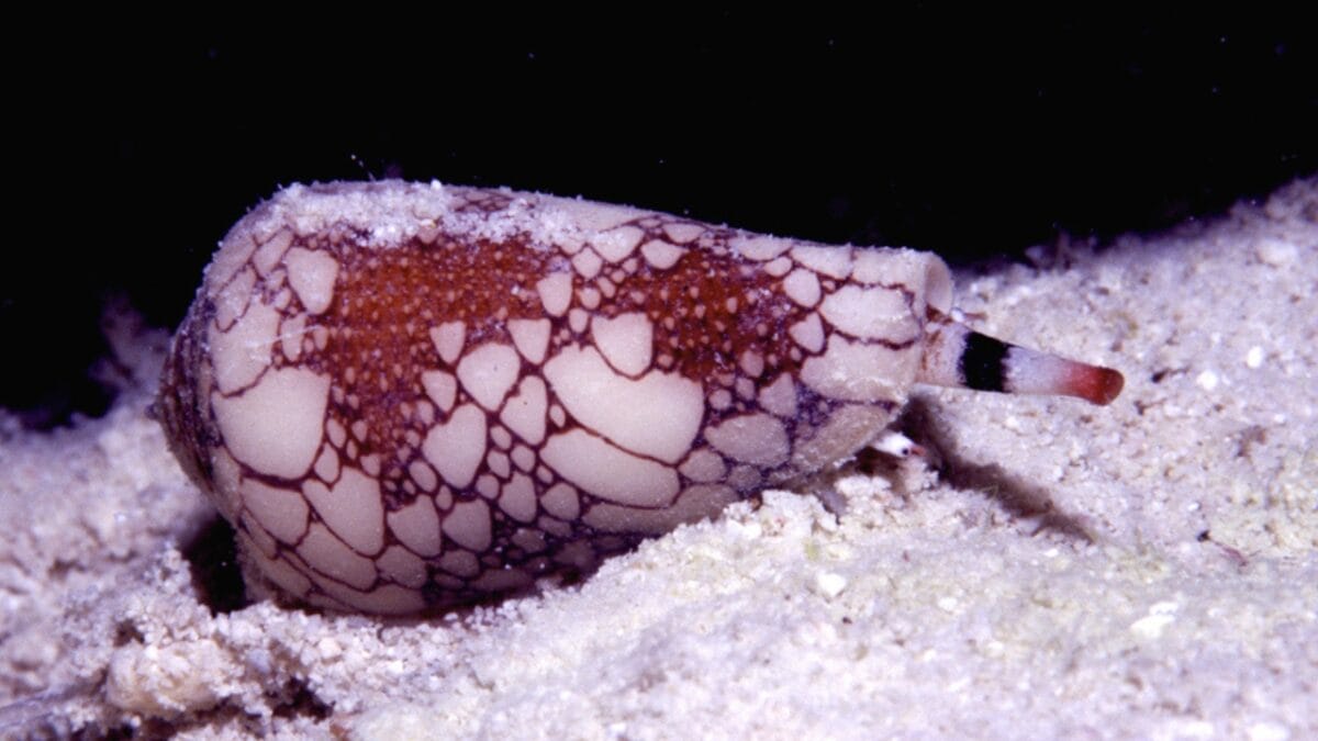 19 Terrifying Creatures That Could Give You Nightmares - cone snail dp333302700