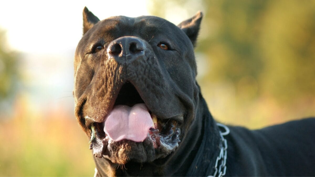 Debunking the Top 10 Cane Corso Myths - corso dog open mouth dp2422580