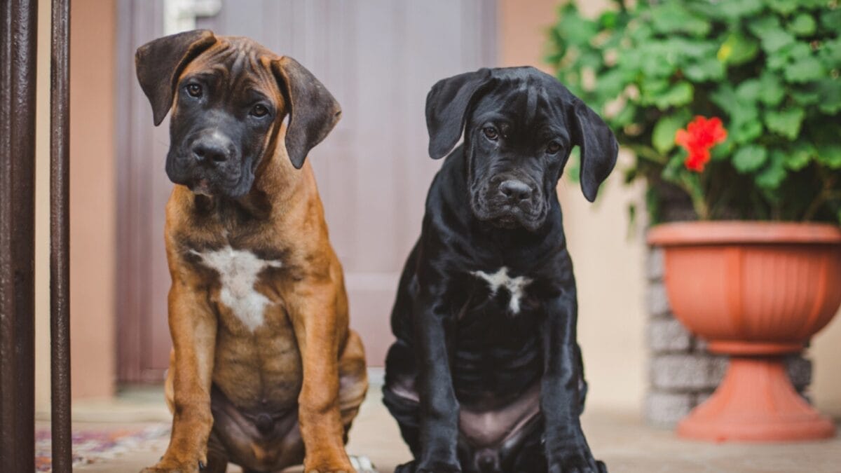 9 Things Anyone Considering a Cane Corso Should Know - corso puppy looking dp226968826