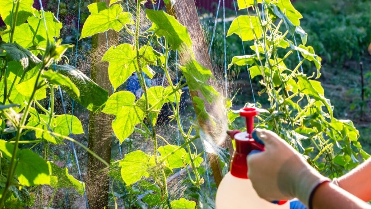 Top 10 Gardening Mistakes Beginners Must Avoid - cucumber pest control ss2326941997