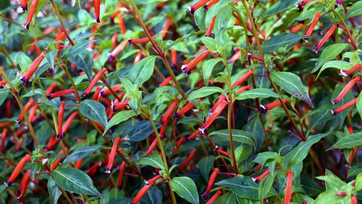 Irresistible Blooms: 12 Hanging Plants Hummingbirds Can't Resist - cuphea cigar plant ss492045661