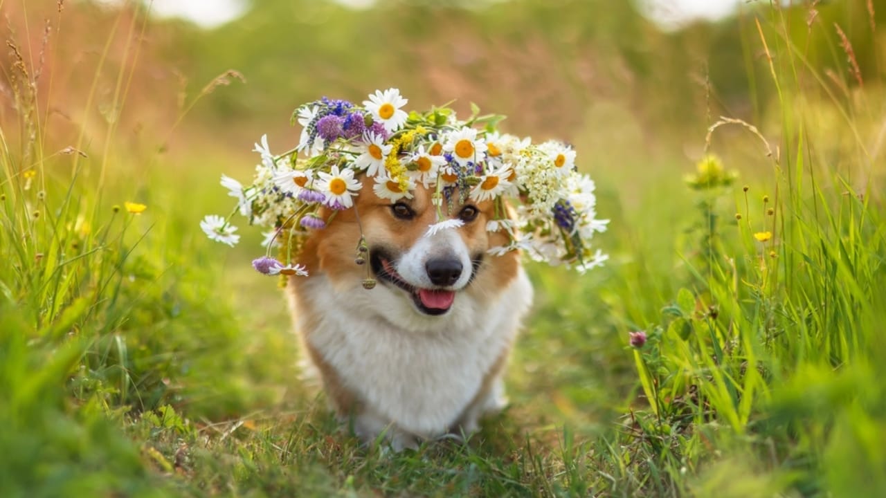 15 American Cities With the Cutest Dogs - cute corgi dog ss2416316195
