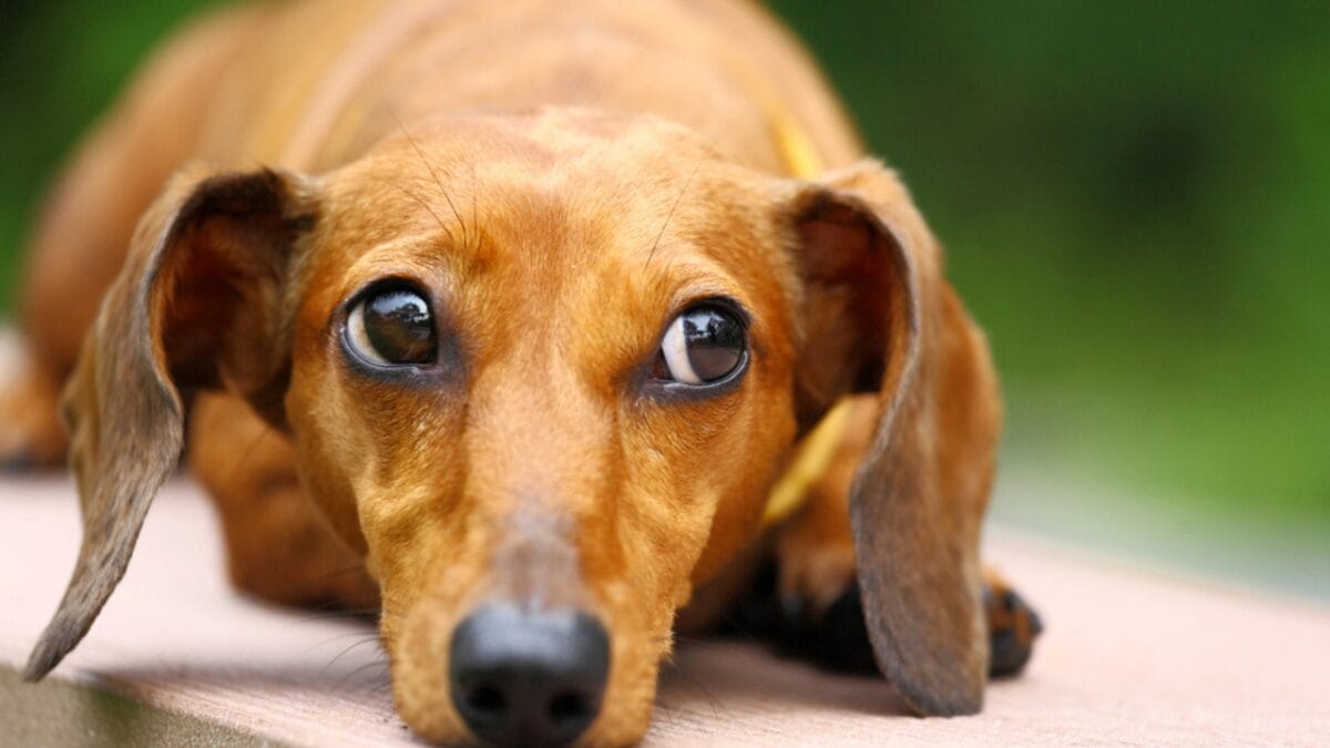 Does Your Dog Really Trust You... 15 Signs That Say Yes - dachshund dog looking face dp23475724