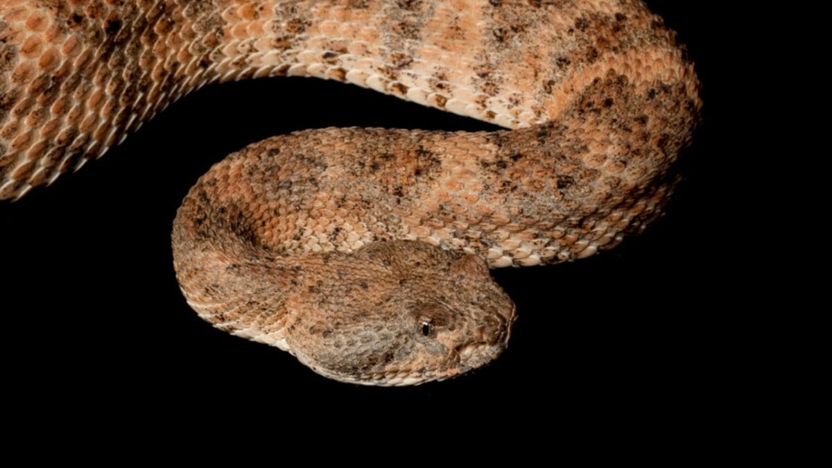 30 Rattlesnake Species from Around the Globe: Majority in U.S. - desert massasauga rattlesnake dp25856637