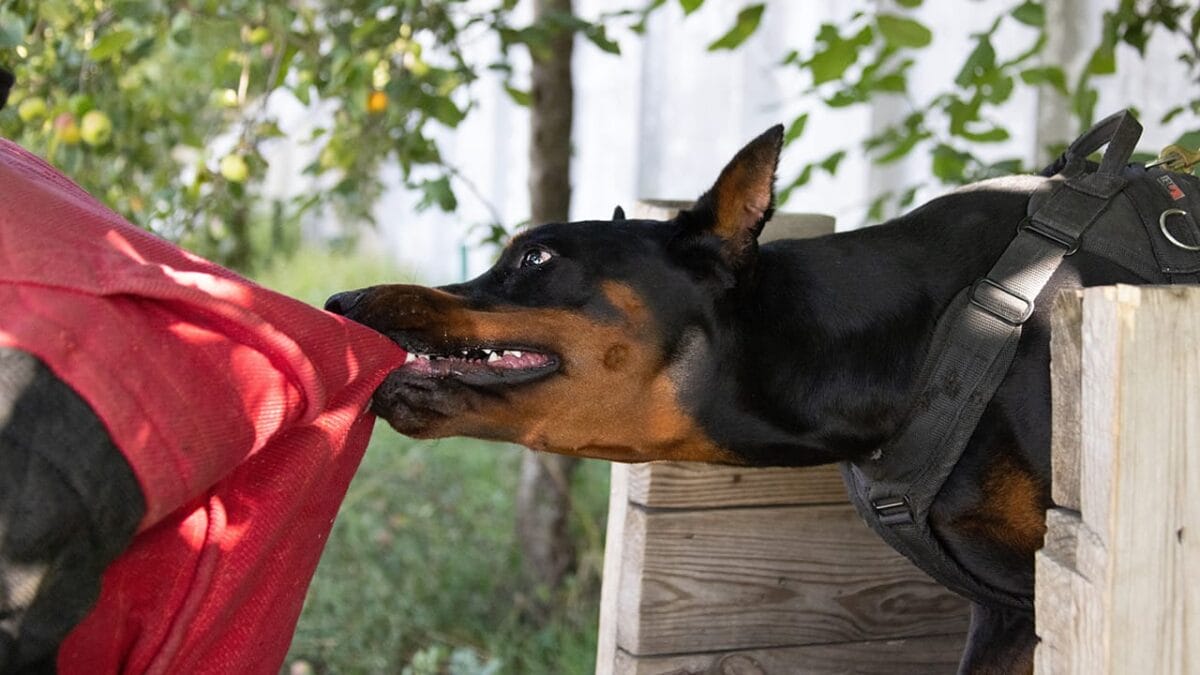 10 Aggressive Dog Breeds & The Study That Changes Everything - doberman dog ss2356366811