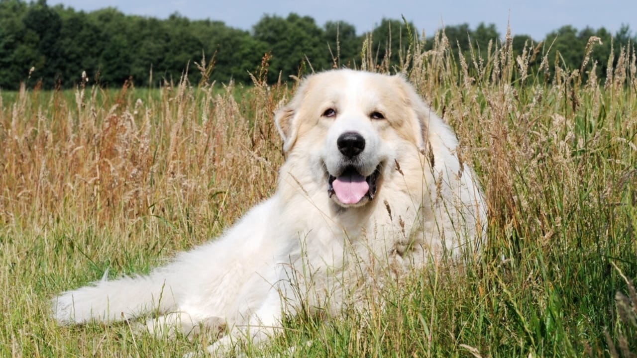 Why the Great Pyrenees is Renowned as the Premier Livestock Guardian Dog Breed - dog great pyrenees ss2374421103