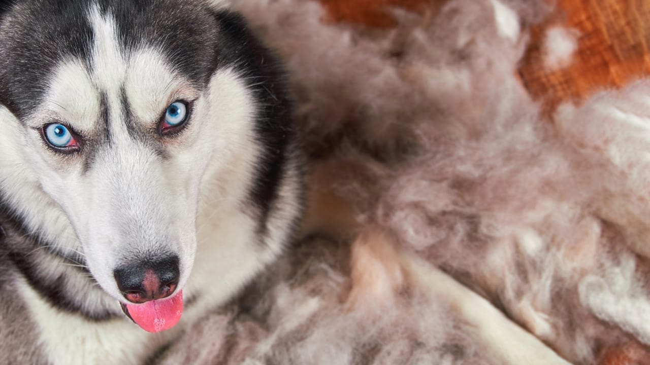 11 Dogs That Shed the Worst - dog husky shedding dp187647762