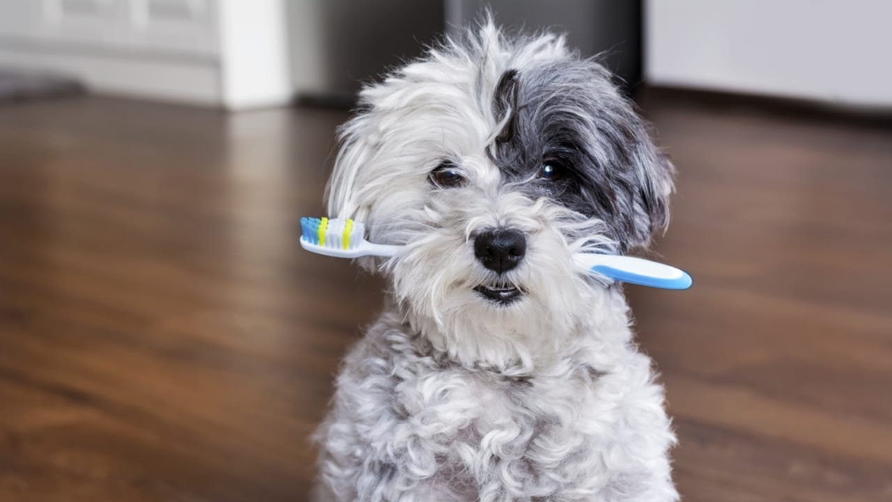 15 Alternatives to Brushing That Keep Your Dog’s Teeth Clean - dog brushing ss535412569 1
