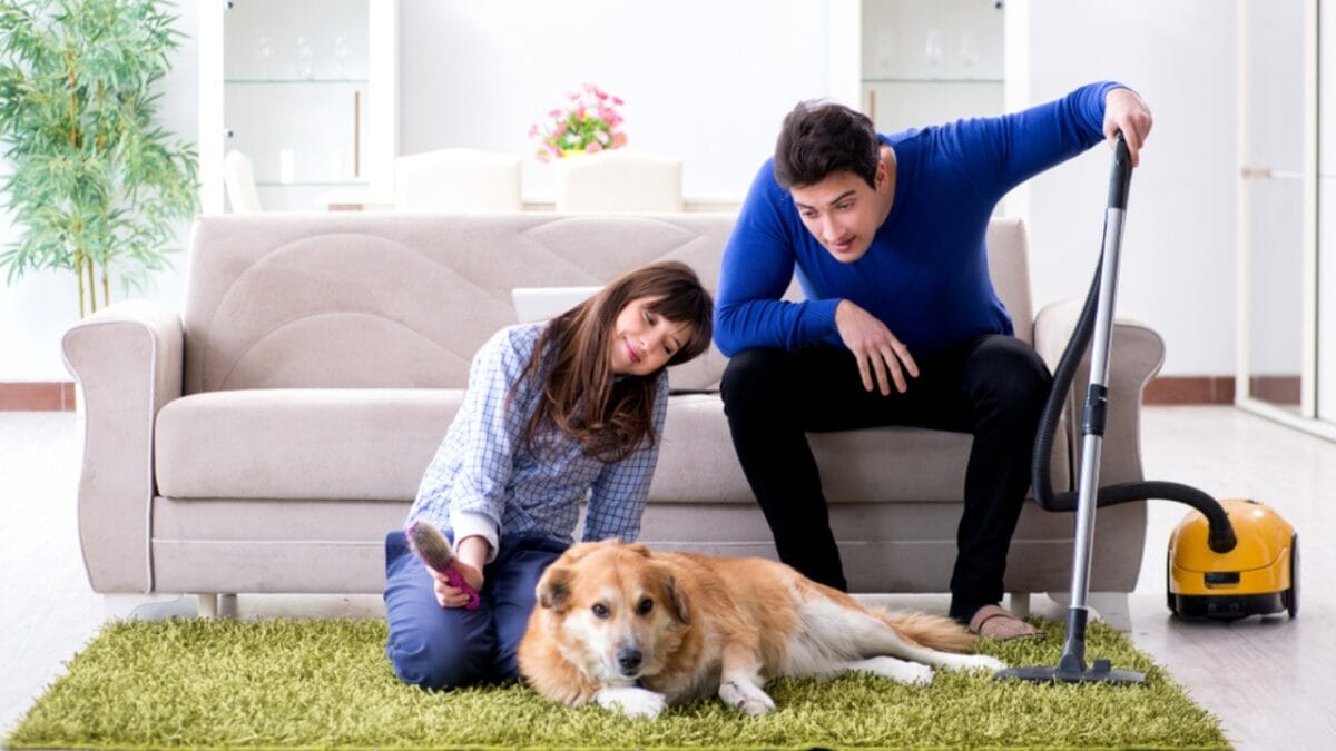 11 Dogs That Shed the Worst - dog cleaning ss1099697699