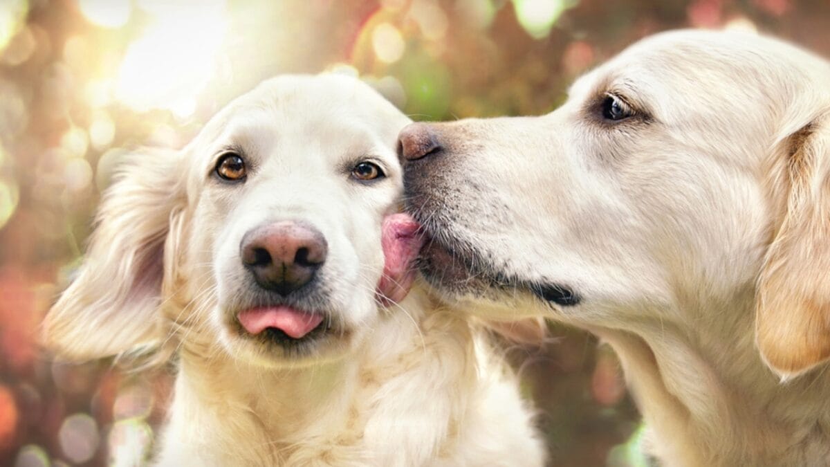12 Reasons Behind Your Pup's Kisses - dog kissing another dog ss441080686