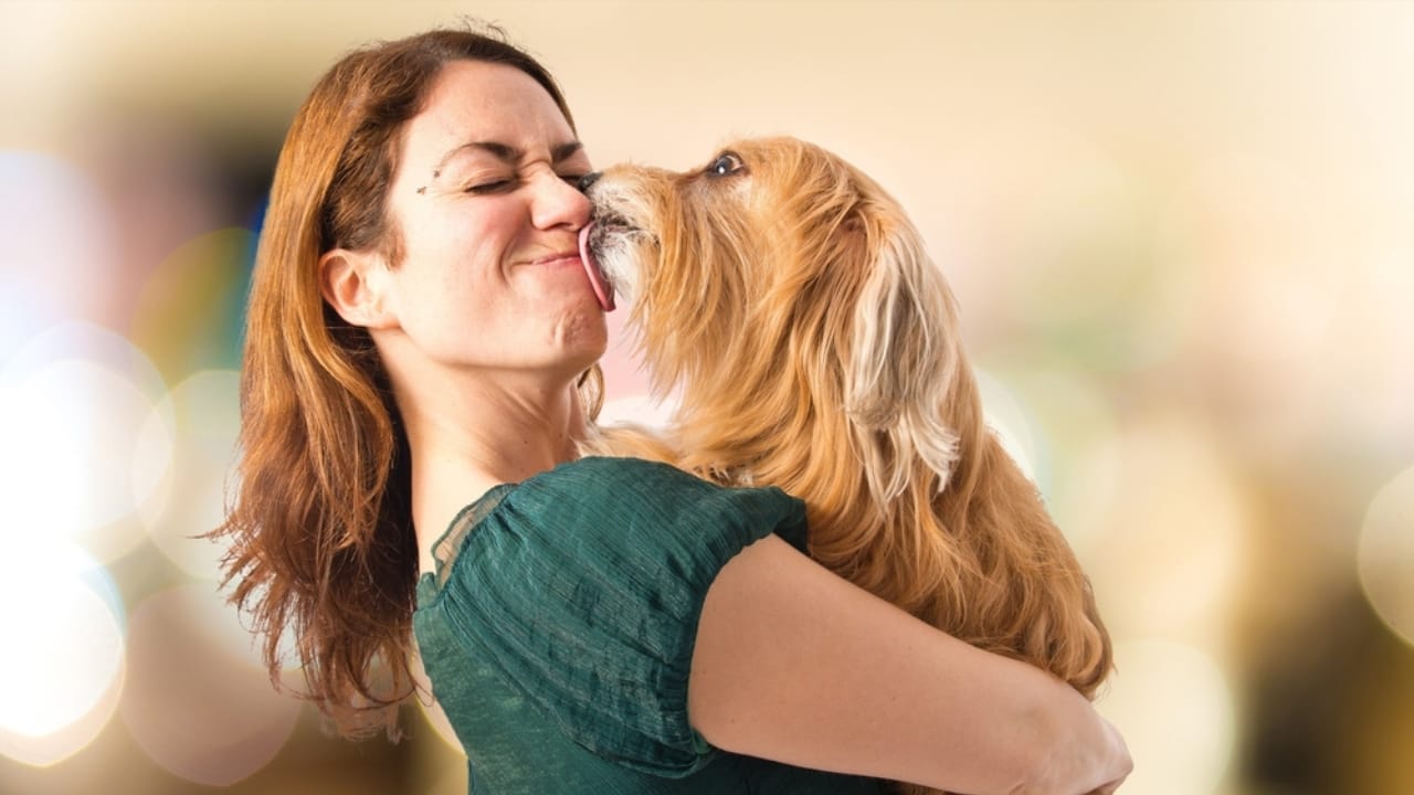 12 Reasons Behind Your Pup's Kisses - dog kissing human ss370197290