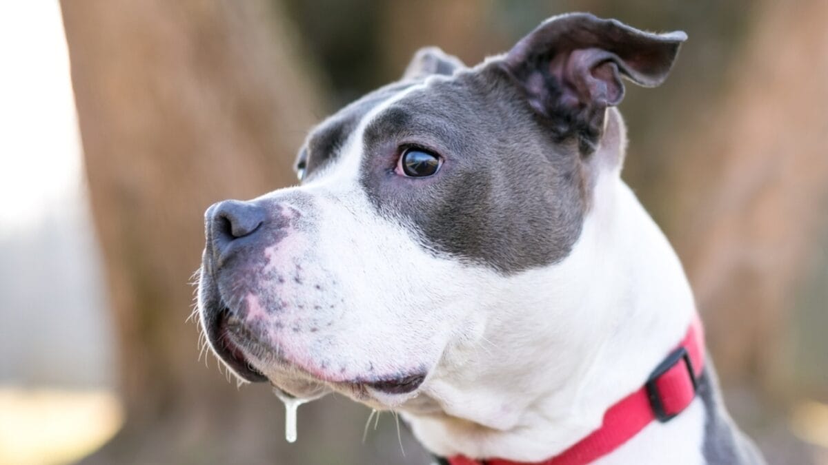 12 Reasons Behind Your Pup's Kisses - dog saliva ss2141268865