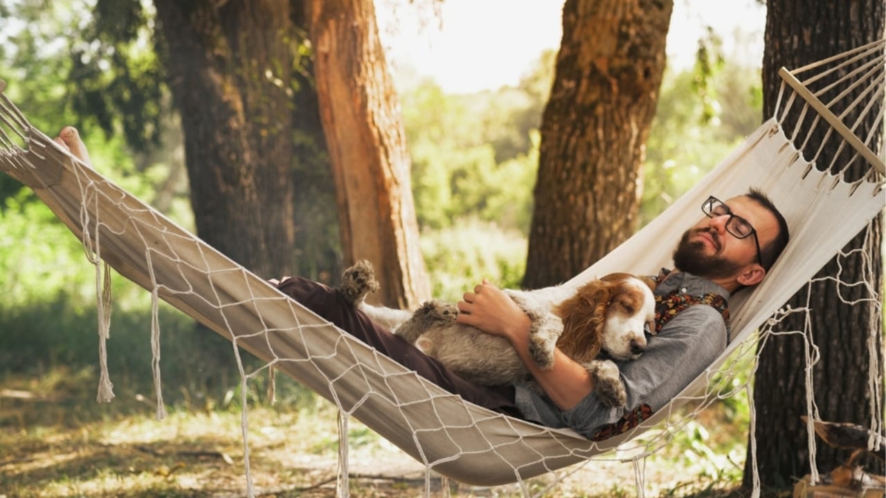 10 Lazy Dog Breeds Ideal for Laid-Back Owners - dog sleeping ss2052767684