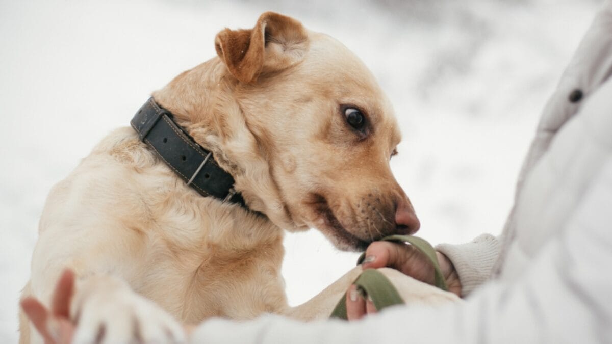 12 Reasons Behind Your Pup's Kisses - dog smelling ss1470838676