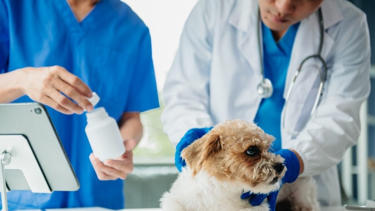 12 Reasons Behind Your Pup's Kisses - dog vet ss2297387339