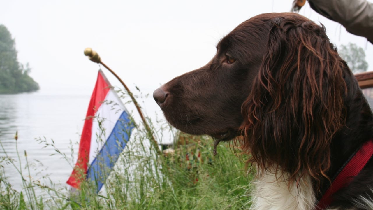 A Small Country's Big Impact on the Dog World - 10 Lovable Dutch Dog Breeds - dog with dutch flag ss1265273632
