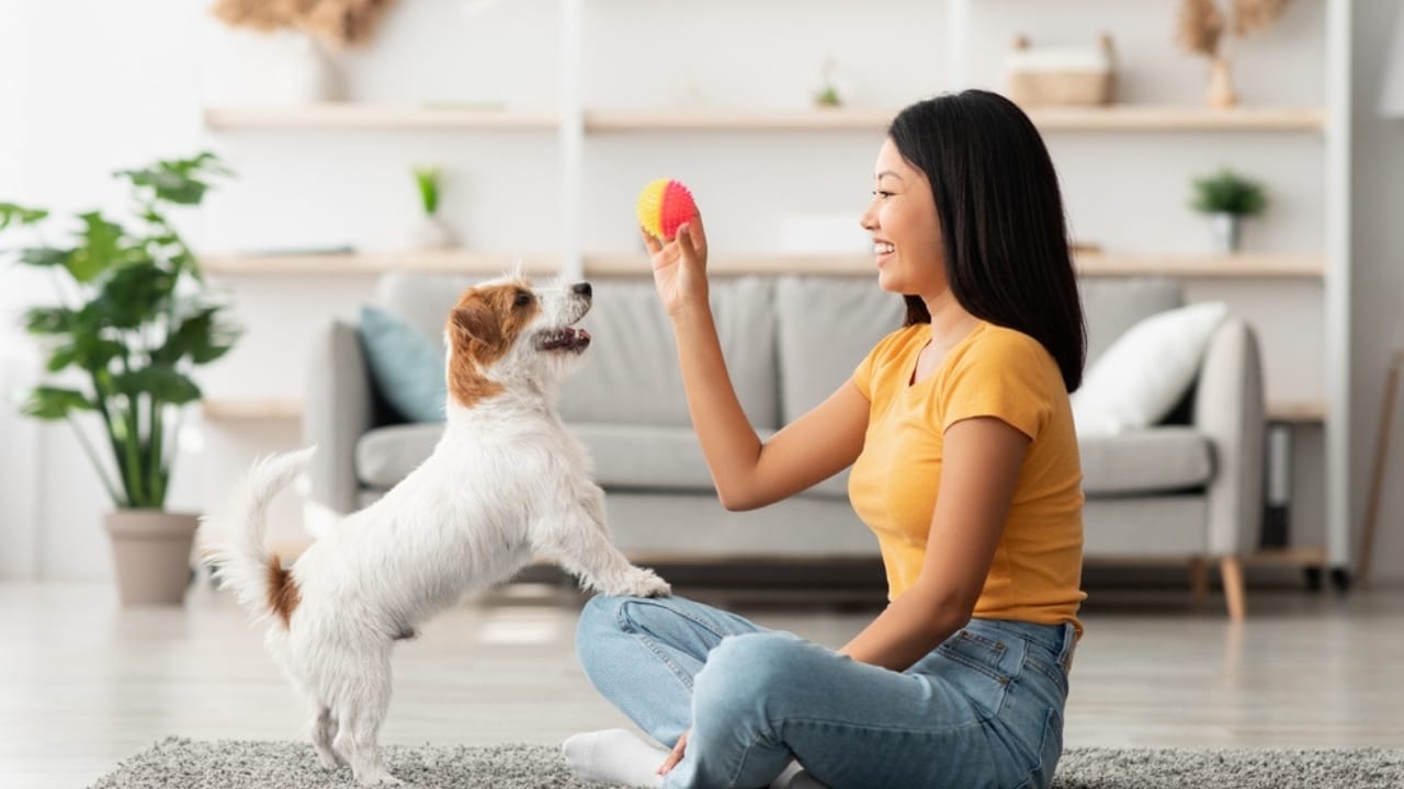 10 Signs Your Dog is a Genius - dog with happy owner ss2048143424