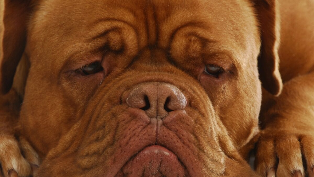 10 Things Only Devoted Dogue de Bordeaux Dog Lovers Know - dogue de bordeaux face dp13911930