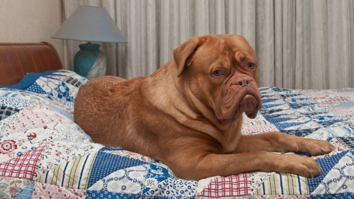 10 Things Only Devoted Dogue de Bordeaux Dog Lovers Know - dogue de bordeaux in bed dp8334820