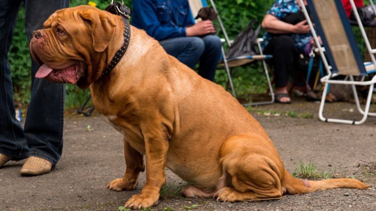 10 Things Only Devoted Dogue de Bordeaux Dog Lovers Know - dogue de bordeaux protector dp248261920