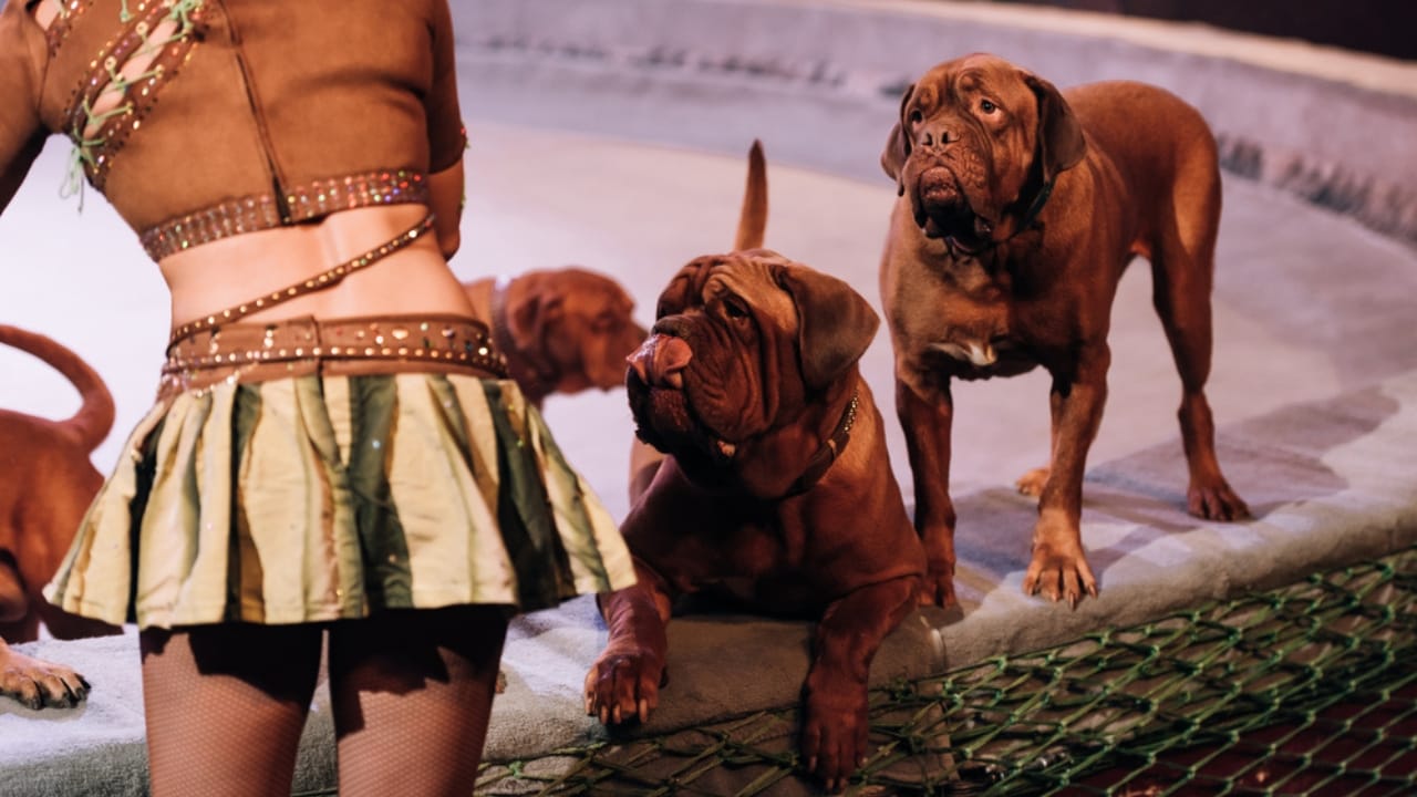 10 Things Only Devoted Dogue de Bordeaux Dog Lovers Know -