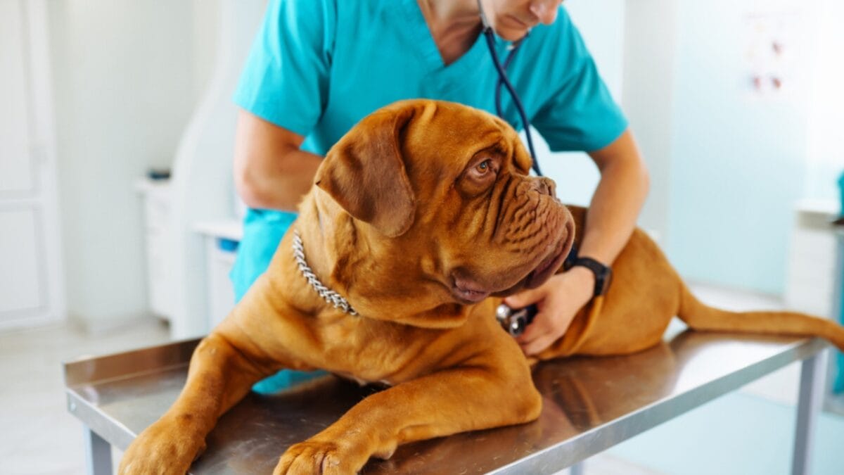 10 Things Only Devoted Dogue de Bordeaux Dog Lovers Know - dogue de bordeaux vet dp478997194