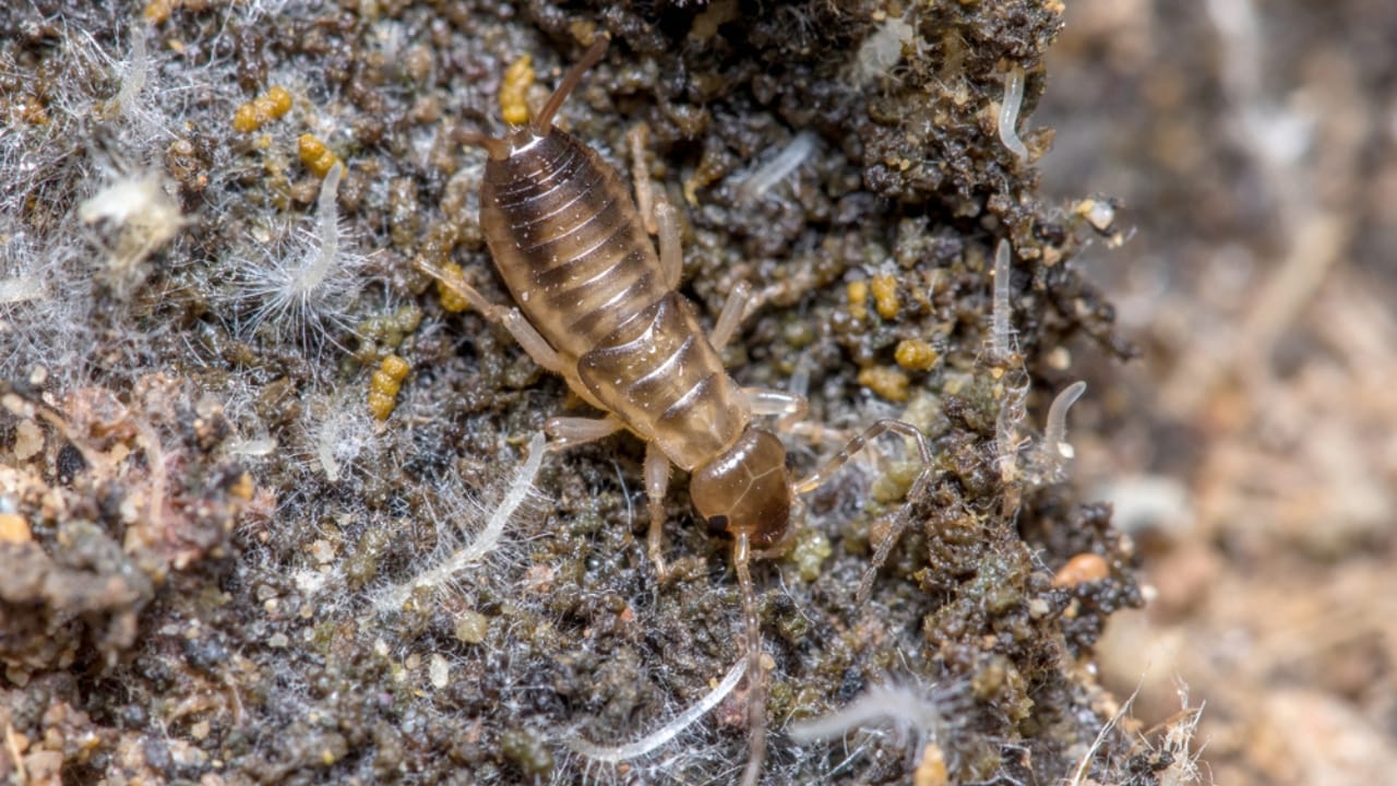 Why You Should Think Twice Before Killing That Earwig