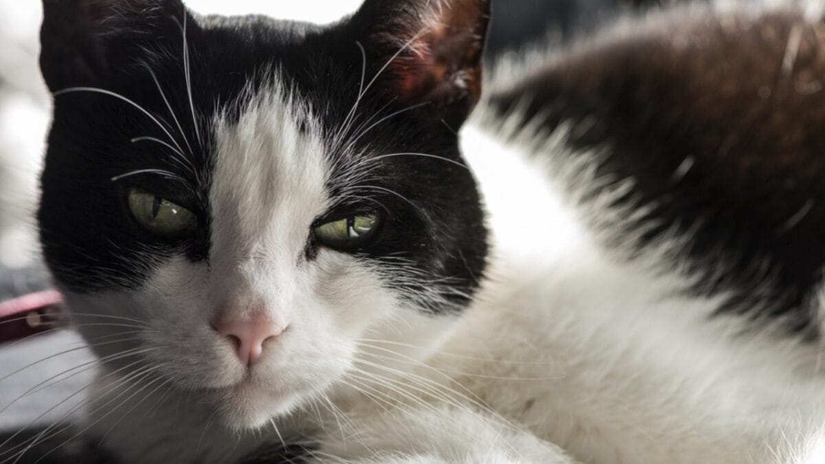 The Cat's Out of the Bag: 12 Little-Known Feline Facts - felicette space cat ss602662565