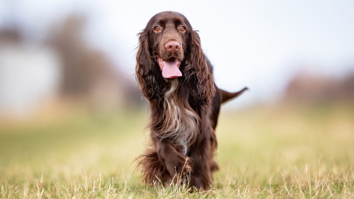 10 Things About Field Spaniel Dogs Only Experts Know - field spaniel coat ss1671161983
