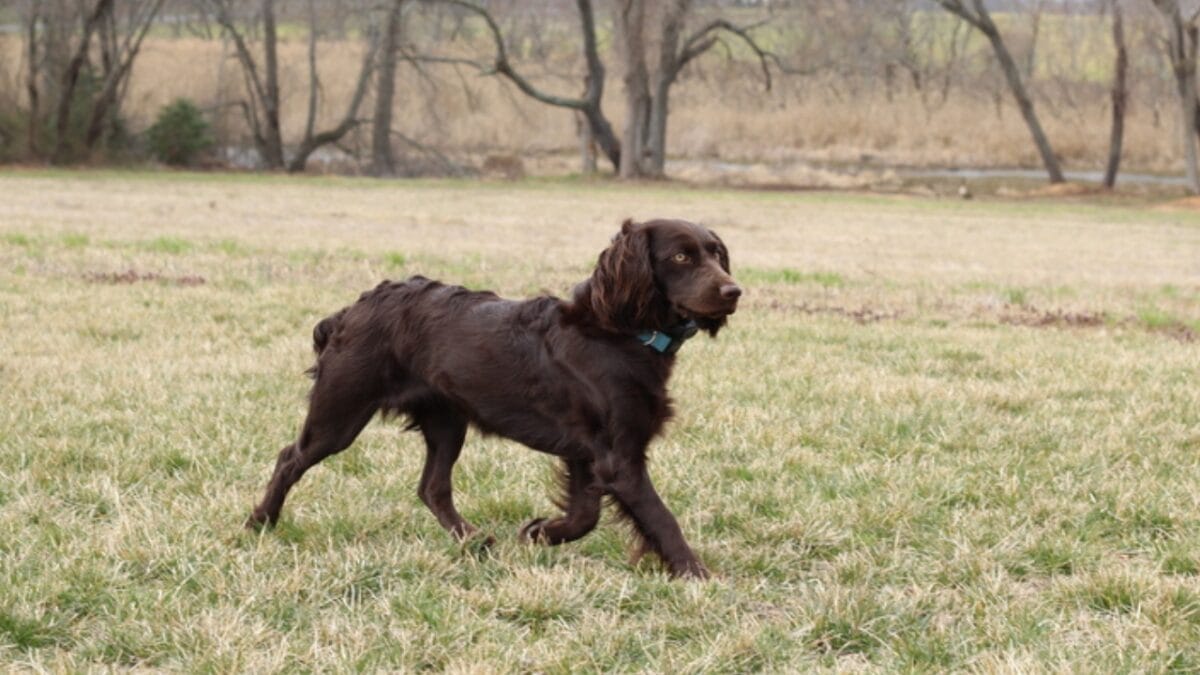 10 Things About Field Spaniel Dogs Only Experts Know - field spaniel hunter ss679630654
