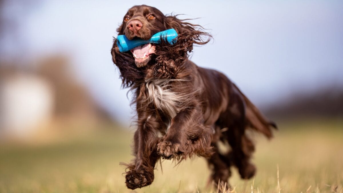 10 Things About Field Spaniel Dogs Only Experts Know - field spaniel playing ss1684823728