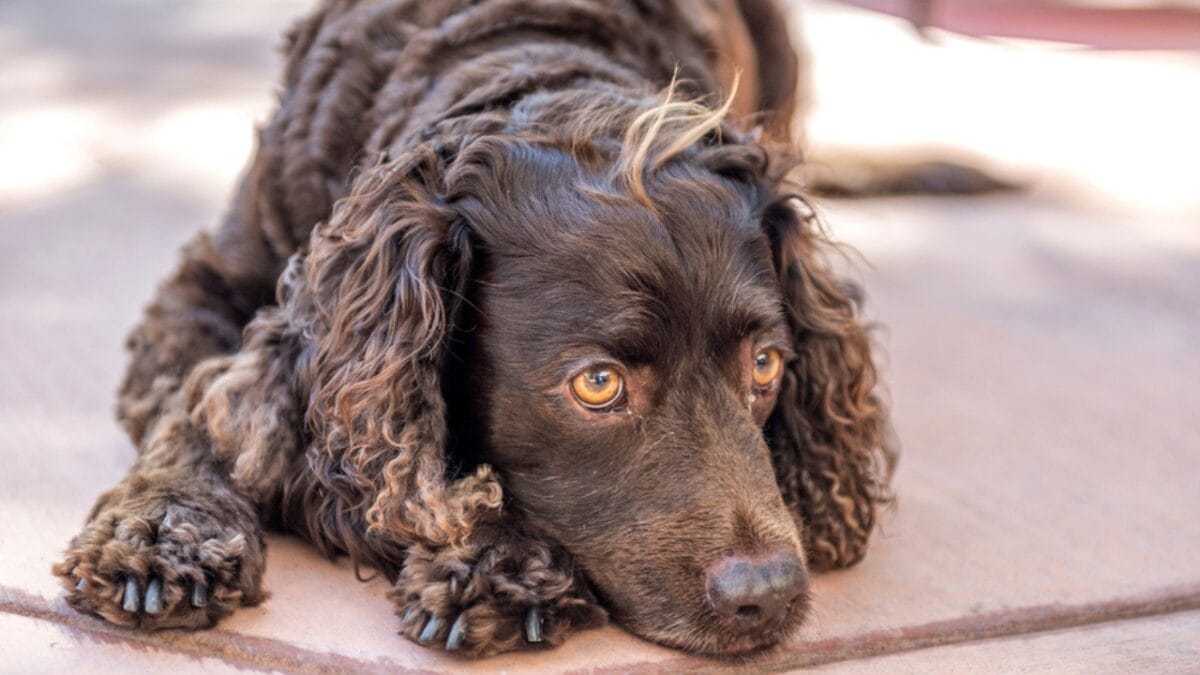 10 Things About Field Spaniel Dogs Only Experts Know - field spaniel resting ss536236036